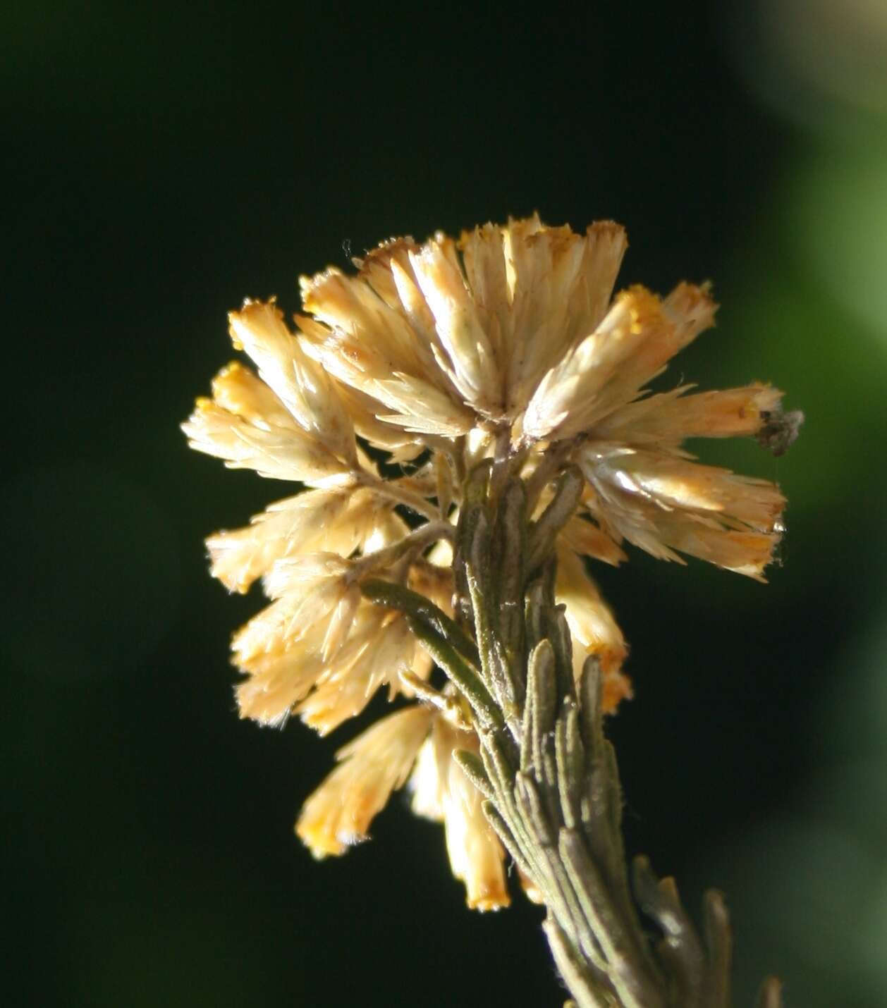 Imagem de Helichrysum hamulosum DC.