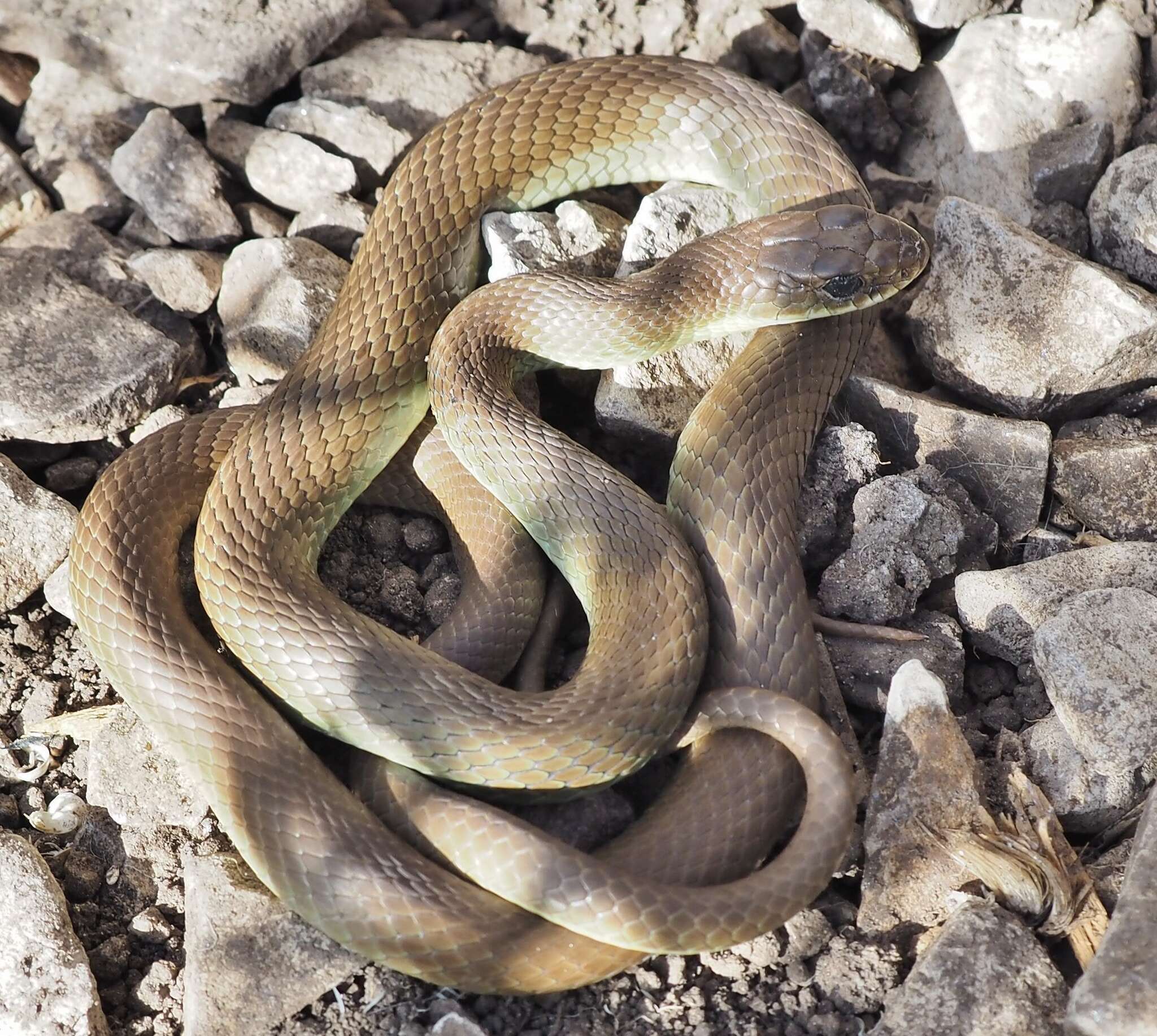 Sivun Coluber constrictor mormon Baird & Girard 1852 kuva