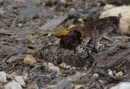 Image of Mercurial Skipper