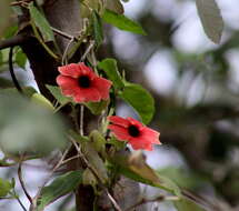 Image de Thunbergia alata Boj. ex Sims