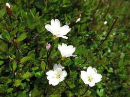 Image of Epilobium macropus Hook.