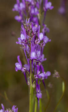 Imagem de Linaria pelisseriana (L.) Mill.