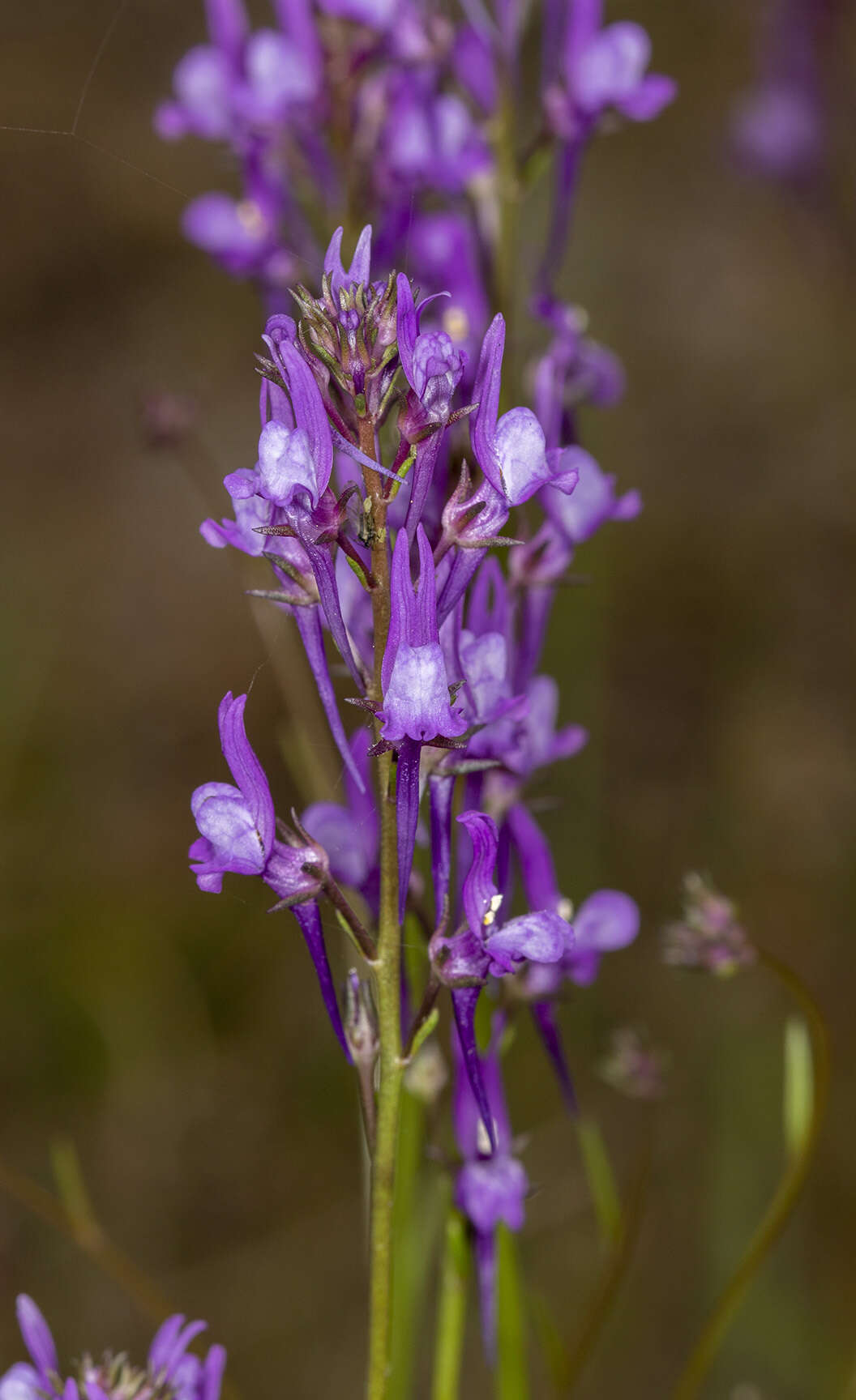 Image of Linaria pelisseriana (L.) Mill.