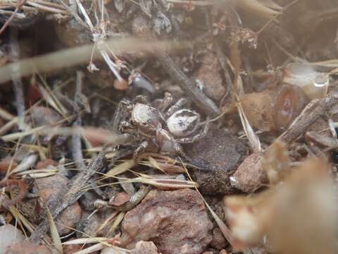 Image of Habronattus californicus (Banks 1904)