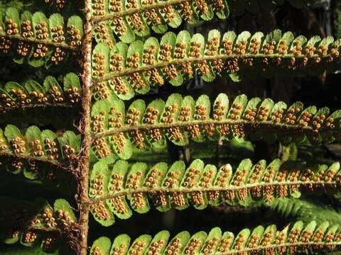 Image of Dryopteris affinis (Lowe) Fraser-Jenkins