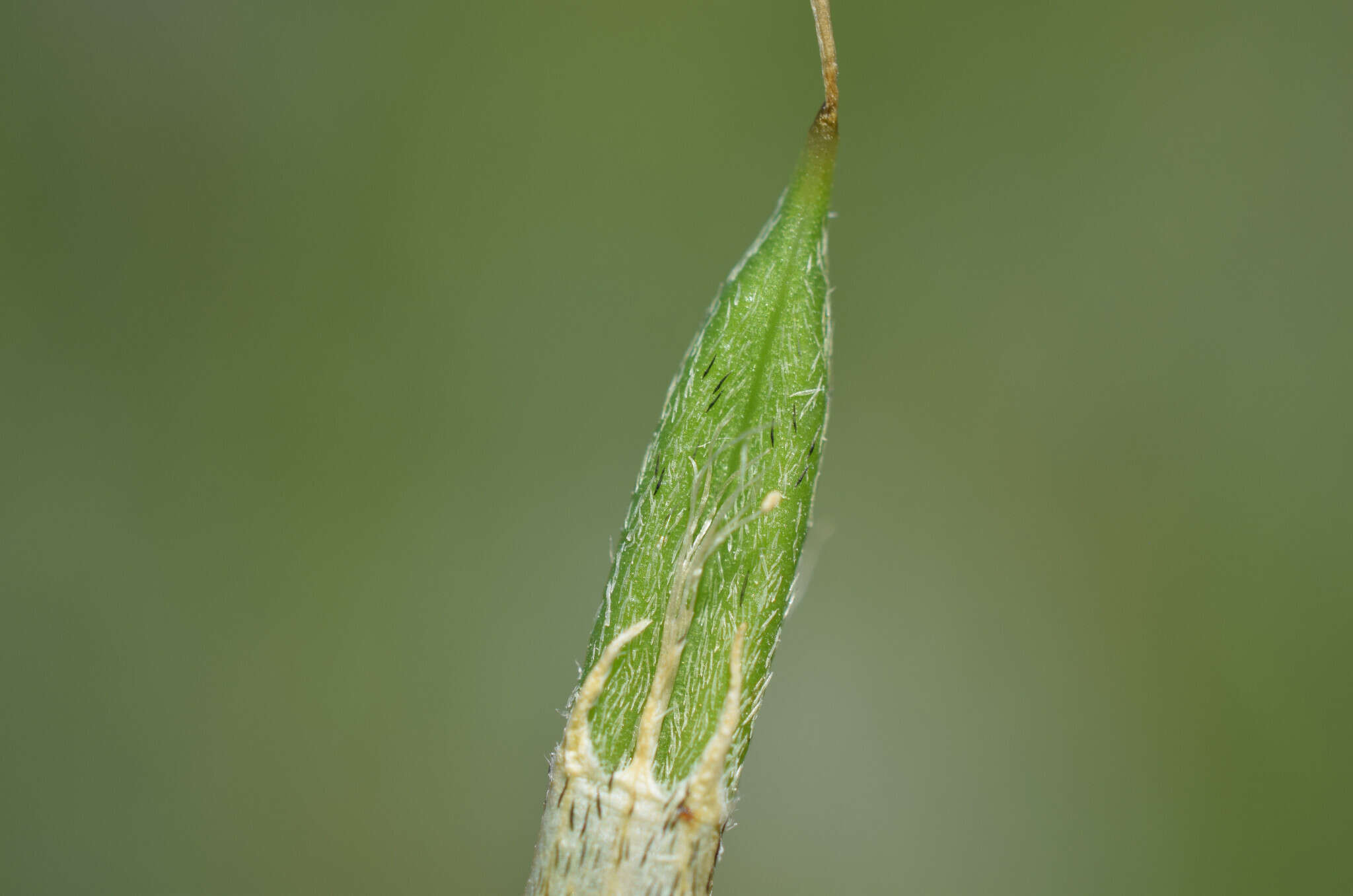 Imagem de Astragalus asper Jacq.