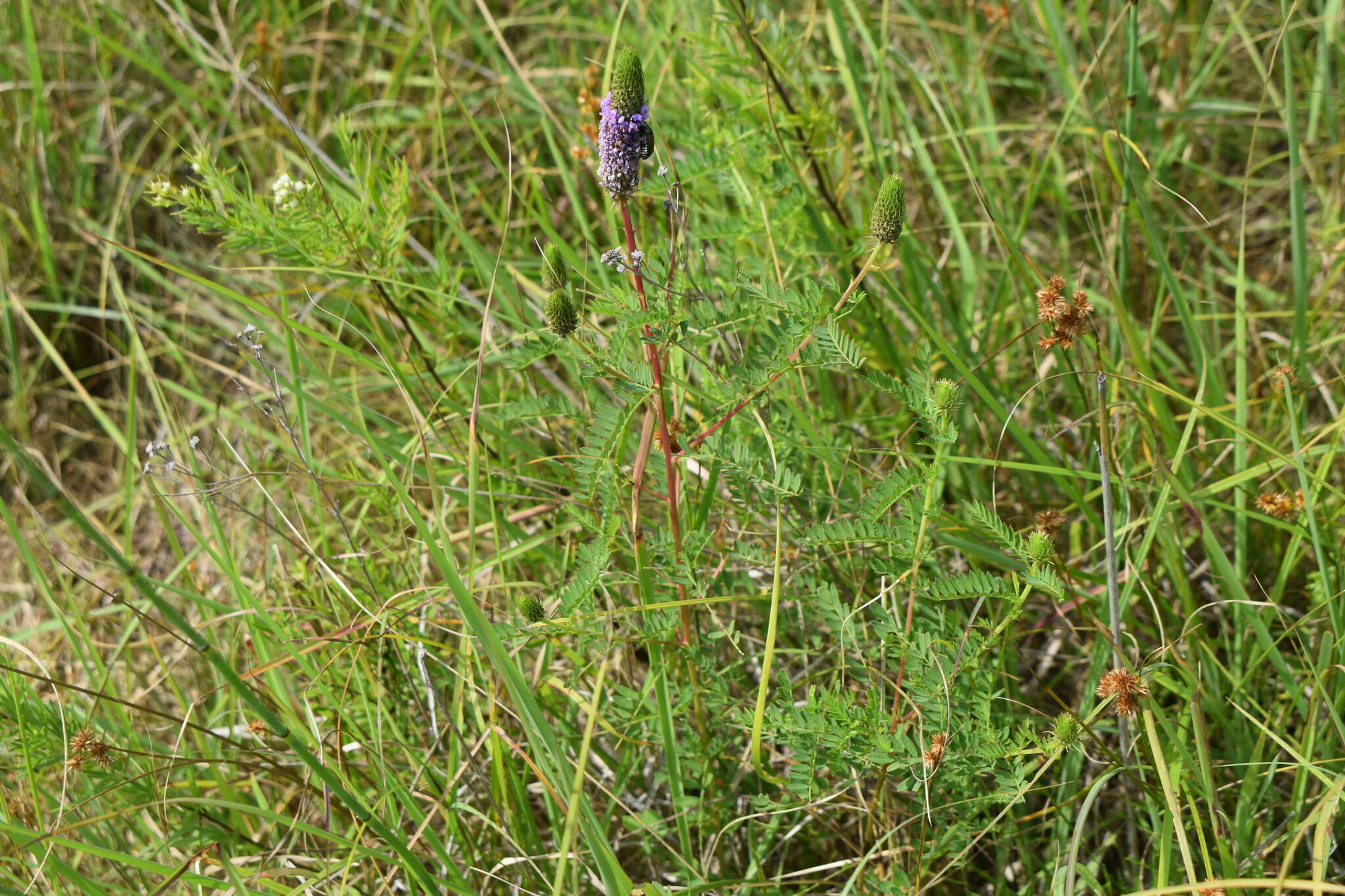 Plancia ëd Dalea foliosa (A. Gray) Barneby