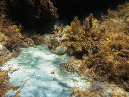 Image of Redlip morwong