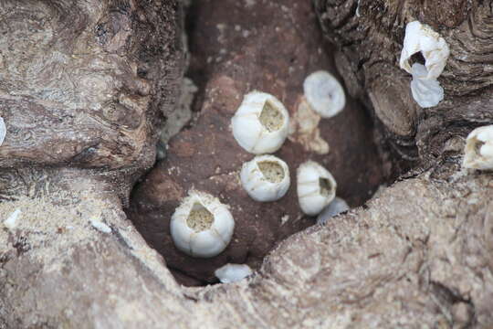 Image of Crenate barnacle