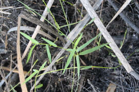 Image of Swamp Millet