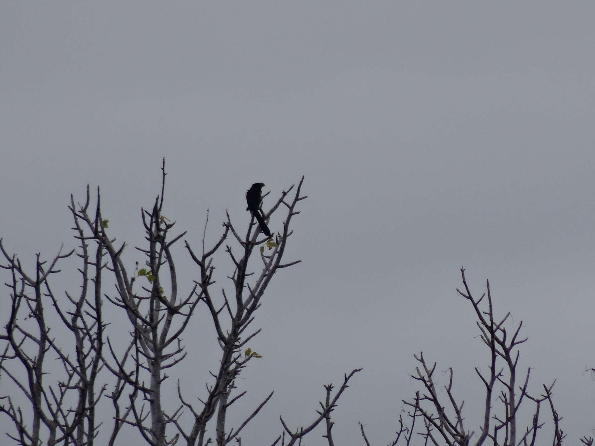 Слика од Crotophaga Linnaeus 1758