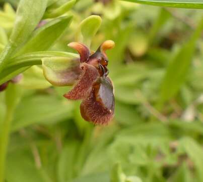 Ophrys fernandii Rolfe的圖片