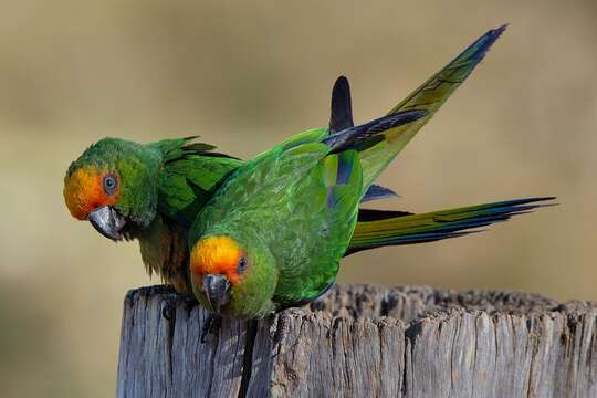 Image of Golden-capped Conure