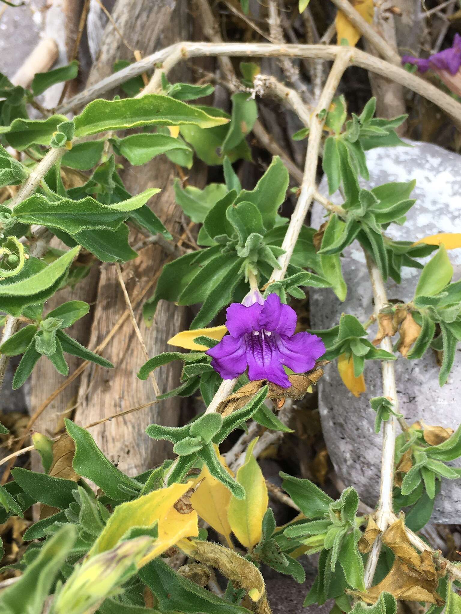 Sivun Ruellia californica subsp. californica kuva