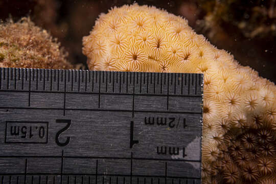 Image of leaf coral