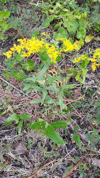 Image of anisescented goldenrod