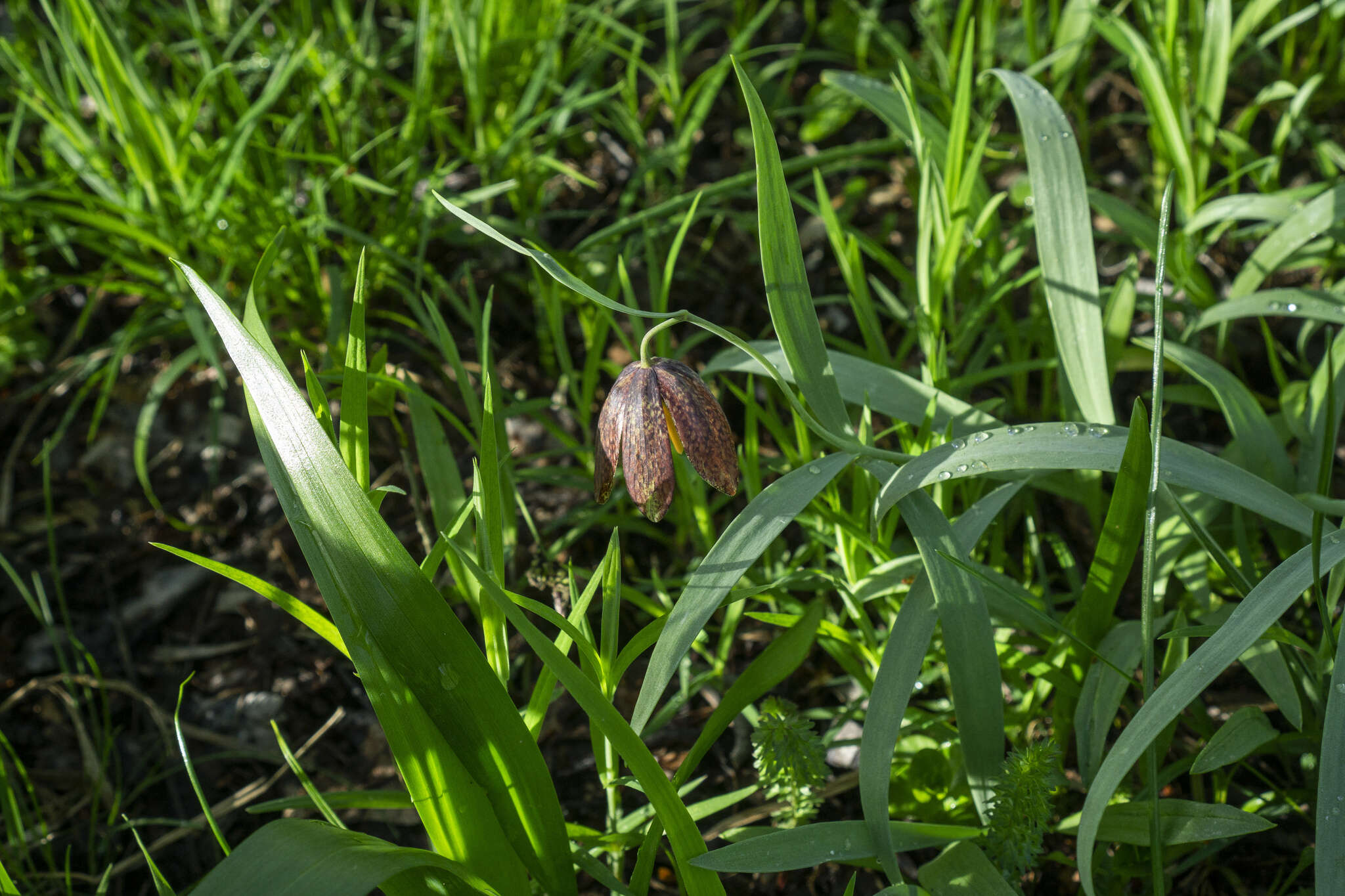 Image of Fritillaria montana Hoppe ex W. D. J. Koch