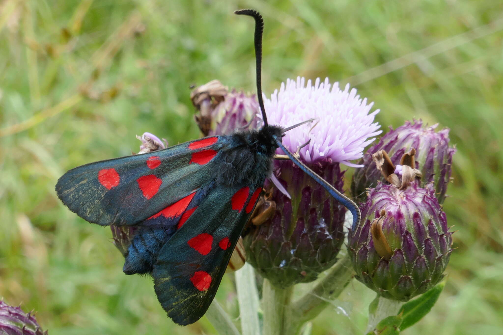 Image of Zygaena lonicerae Scheven 1777