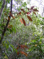 Image of Columnea rutilans Sw.