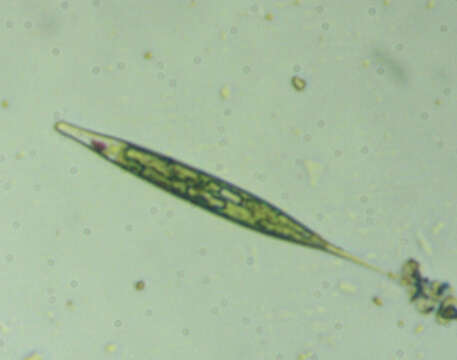 Image of Lepocinclis acus