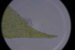 Image of isopterygium moss