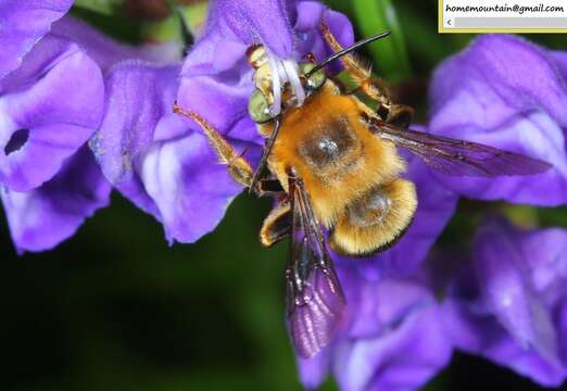 Image of Anthophora deserticola Morawitz 1873