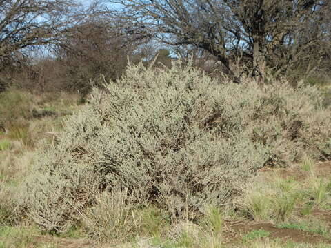 Image of South American saltbush