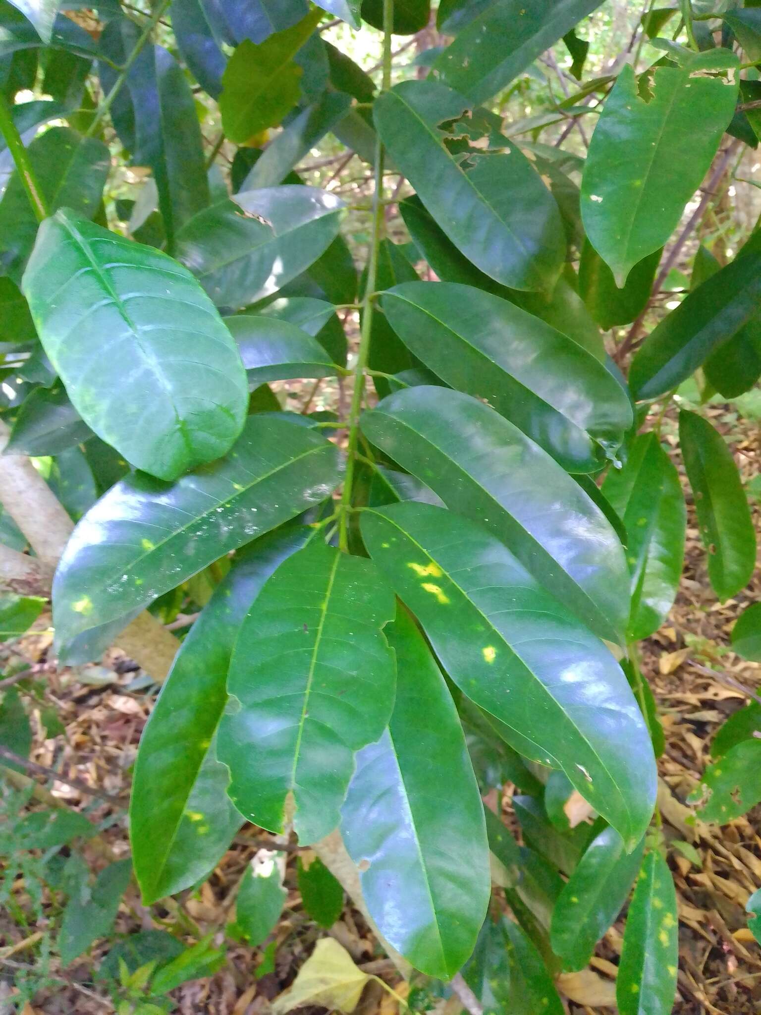 Imagem de Vochysia guatemalensis J. D. Smith