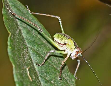 Sivun Ozphyllum kuva