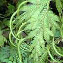 Selaginella plana (Desv. ex Poir.) Hieron. resmi