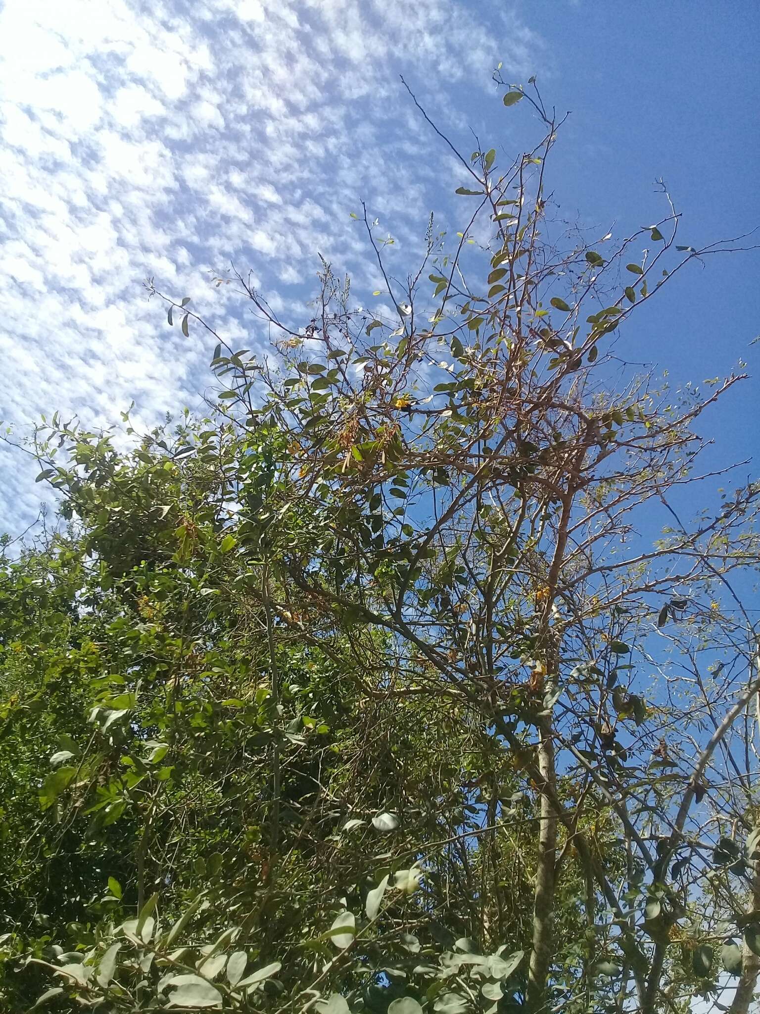 Image of Bay-leaved caper