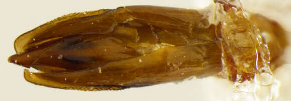 صورة Chrysobothris axillaris Horn 1886