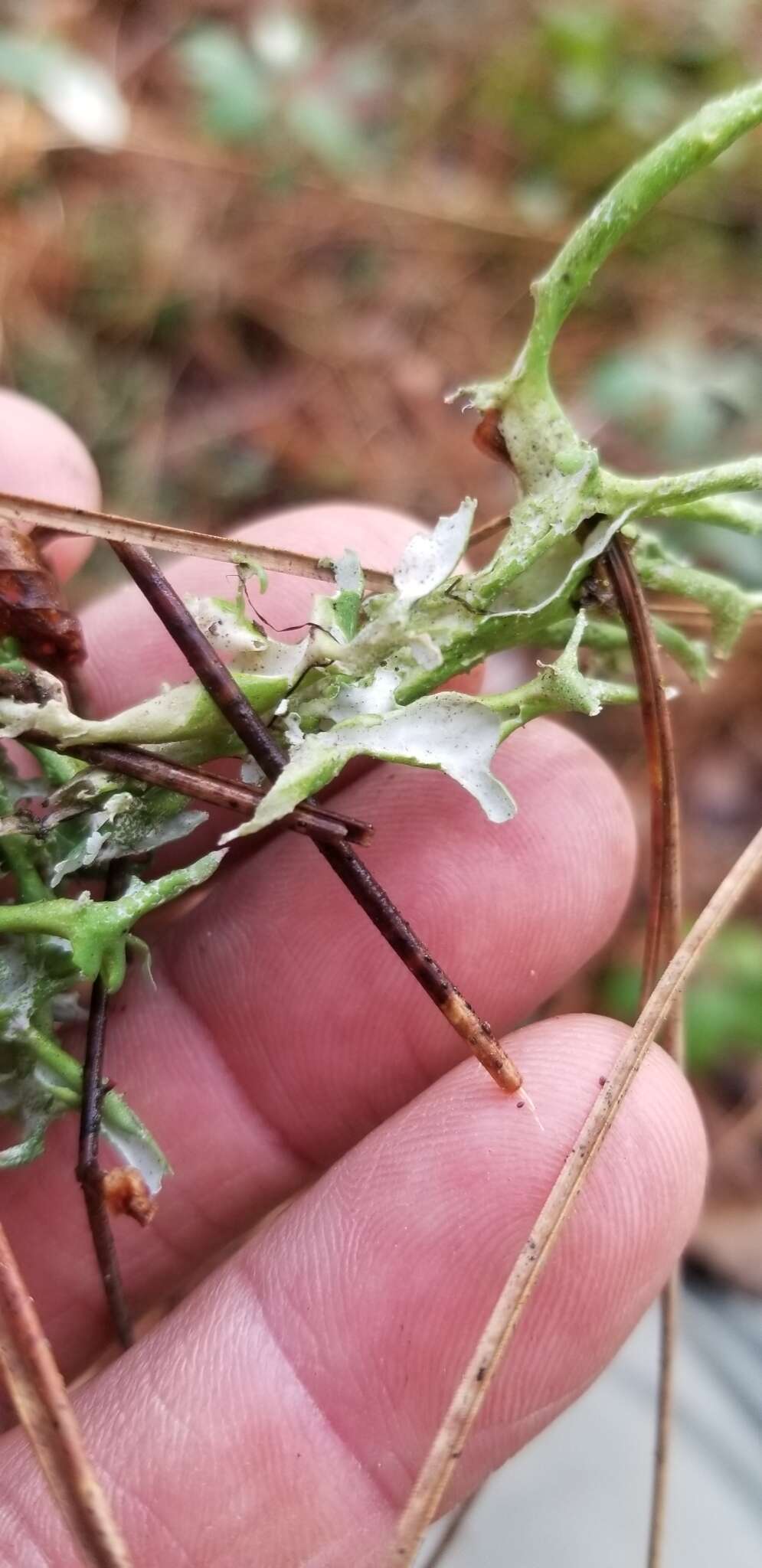 Image of Cladonia turgida Ehrh. ex Hoffm.