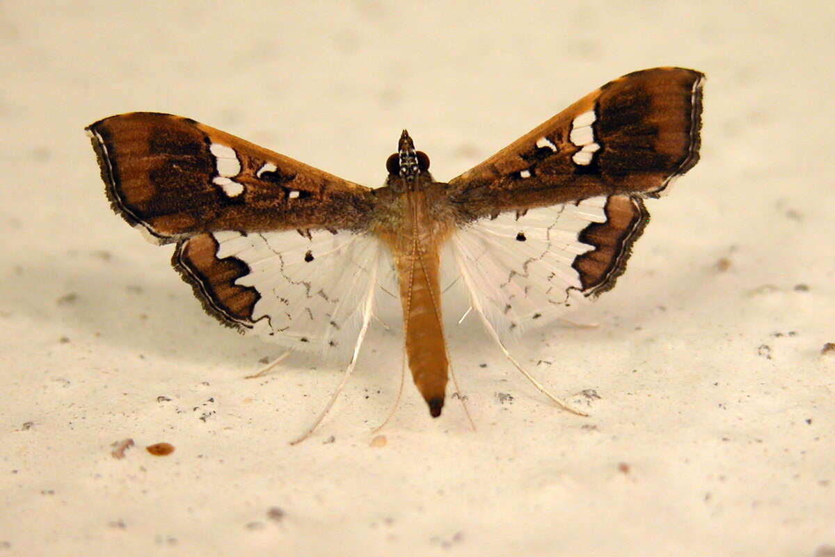 Image of Moth