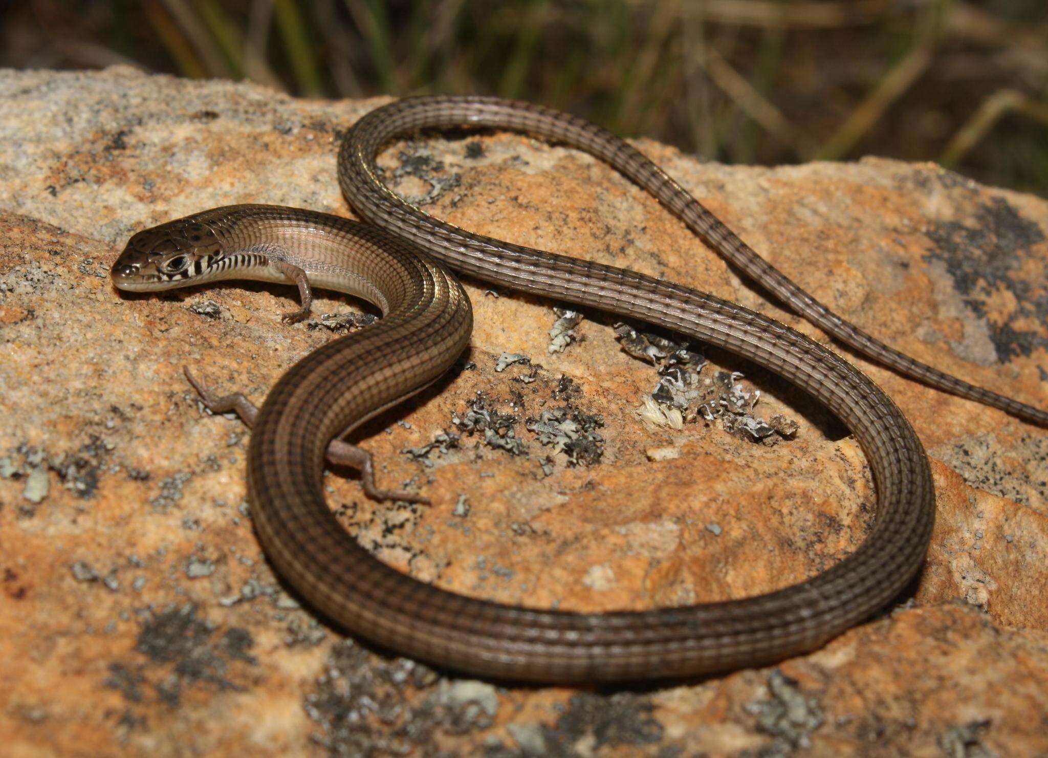 Image of Longtail Whip Lizard