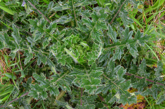 Image of edible thistle