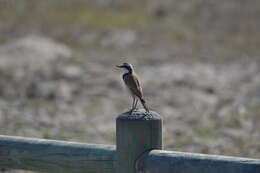 Image of Capped Wheatear