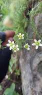 Imagem de Saxifraga aspera L.