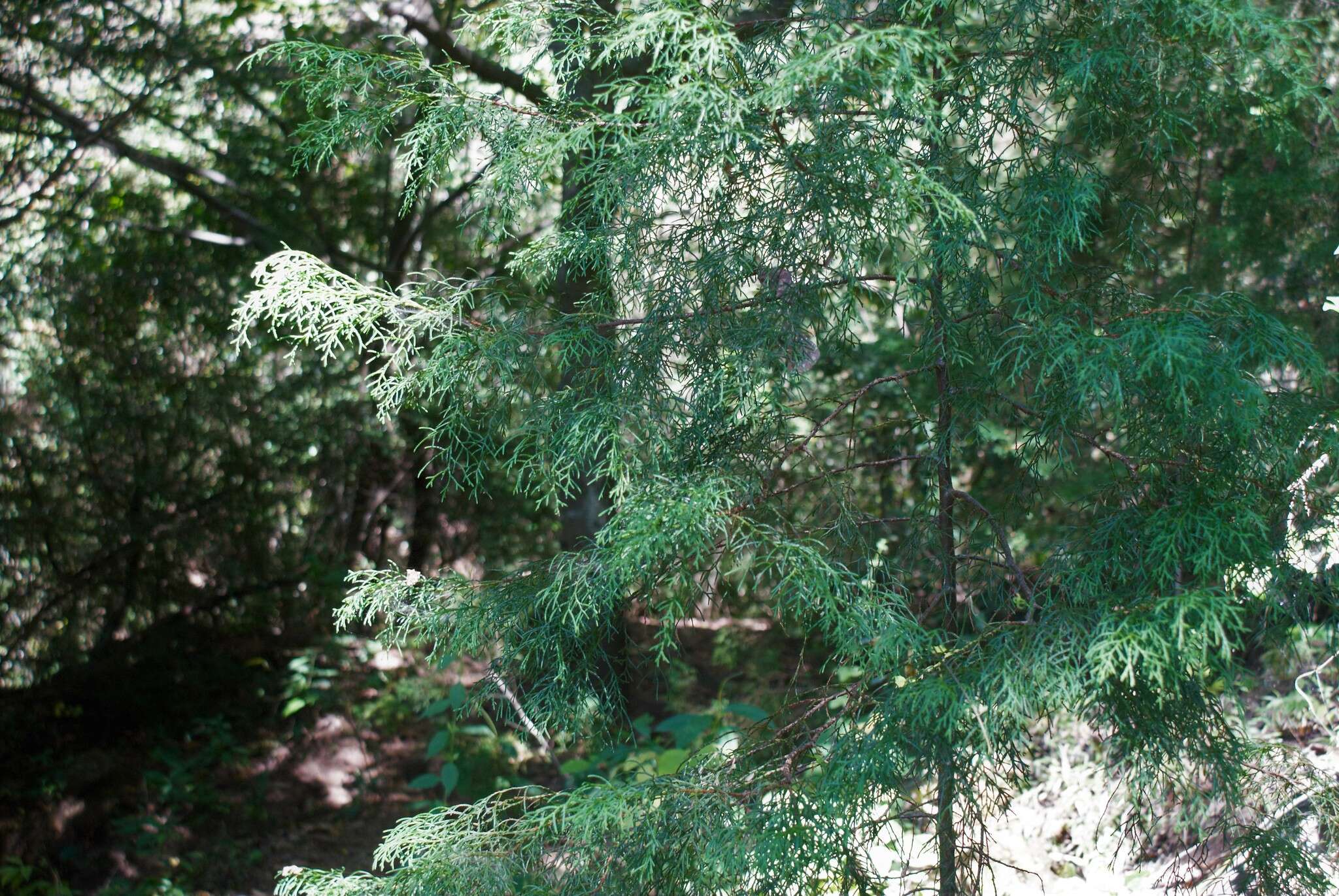 Imagem de Cupressus lusitanica Mill.