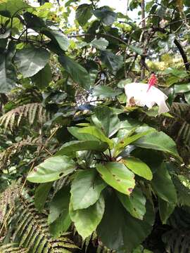 Image de Hibiscus arnottianus A. Gray