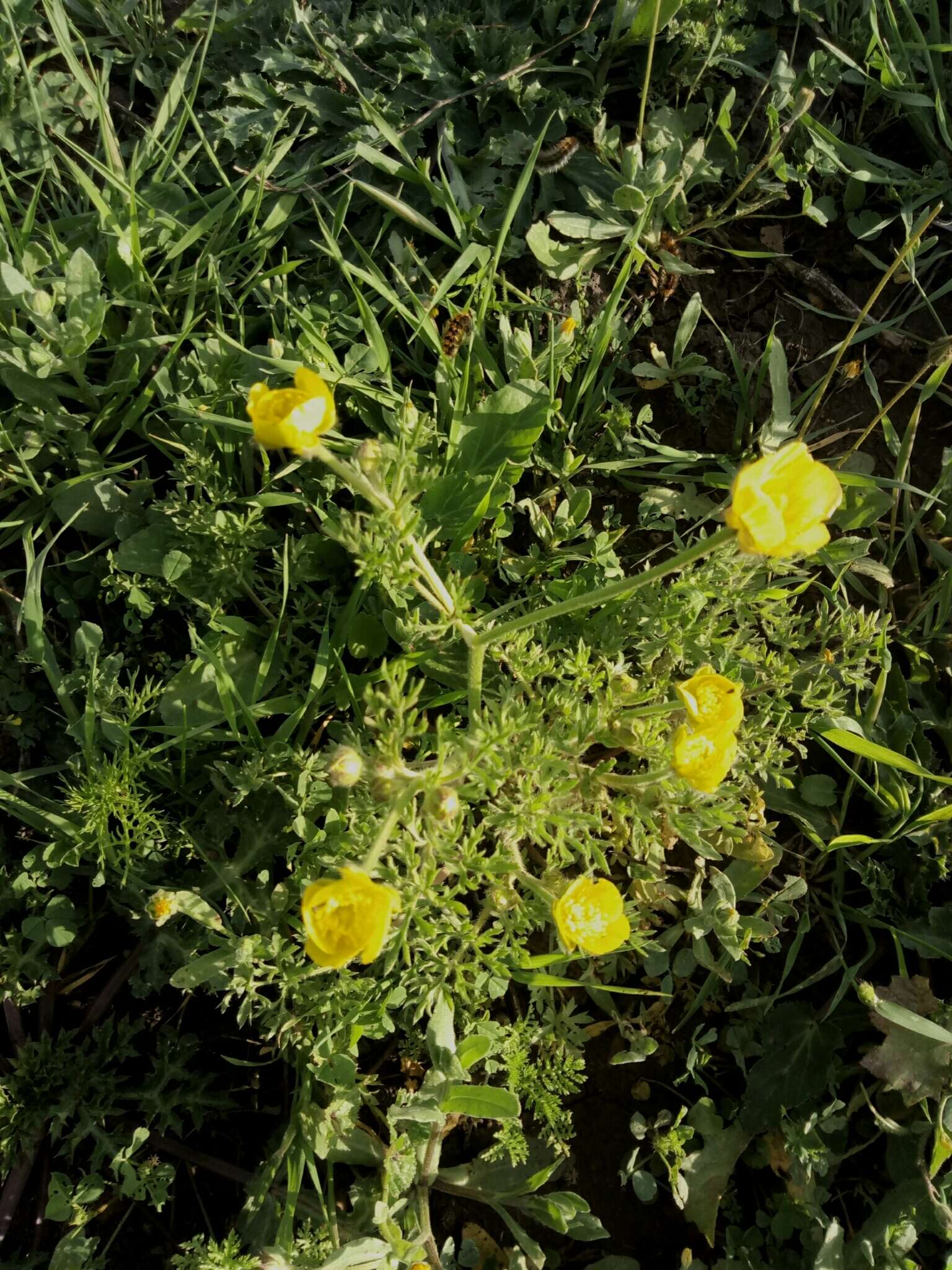 Image of Ranunculus millefolius Banks & Solander