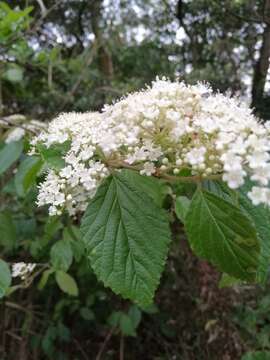 Image of Viburnum luzonicum Rolfe