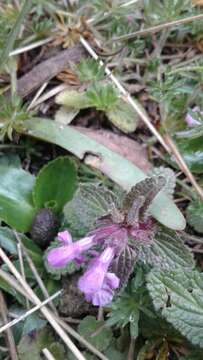 Image of Stachys elliptica Kunth