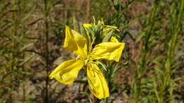 Image of Hooker's evening primrose