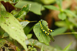 Image of Chromacris psittacus (Gerstaecker 1873)