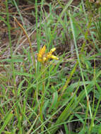 Image de Aloe linearifolia A. Berger