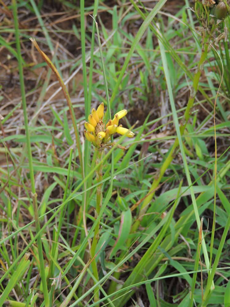 Image de Aloe linearifolia A. Berger