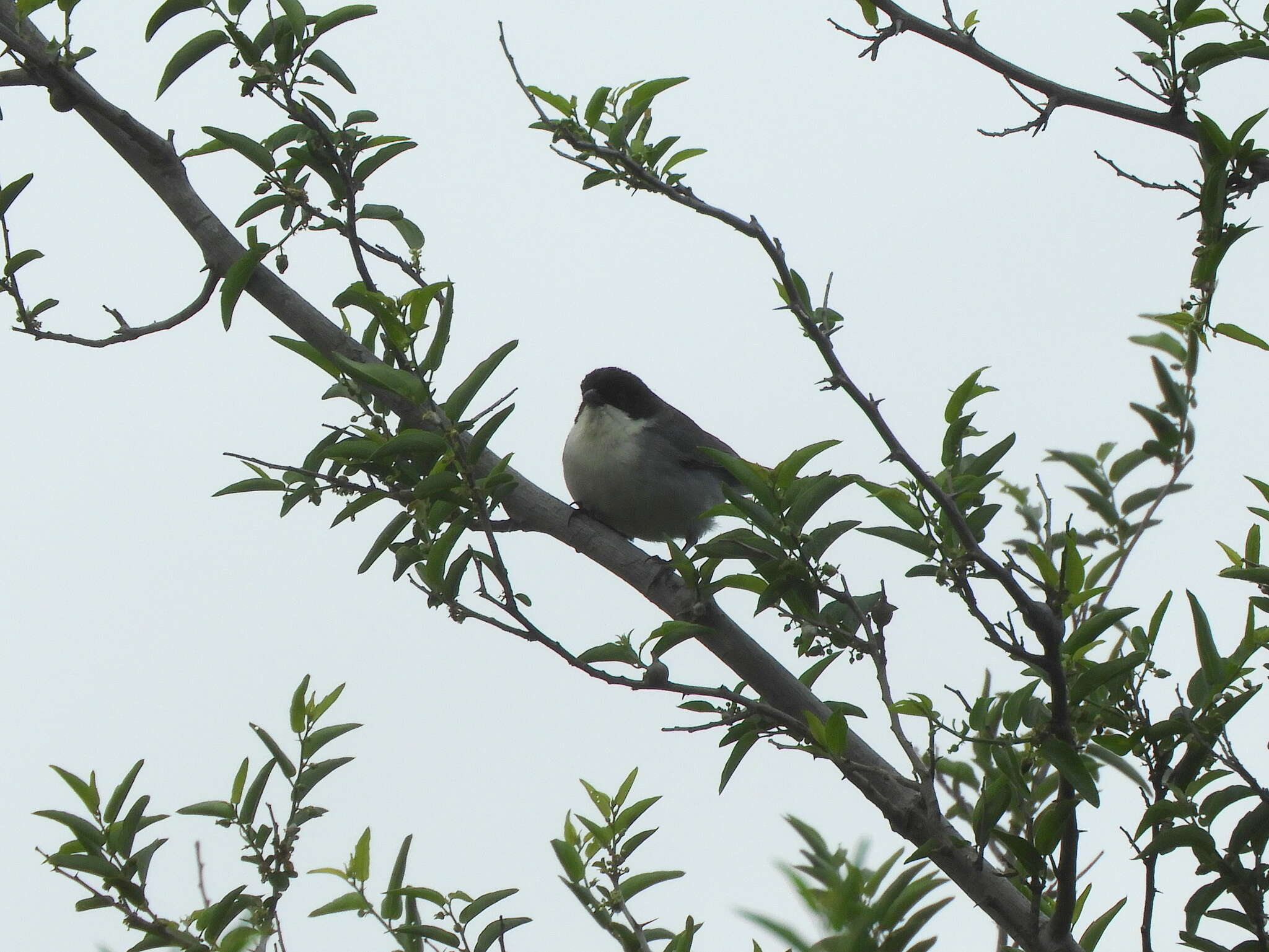 Image of Black-capped Warbling Finch