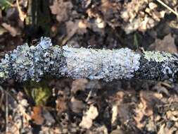 Image of Texan canoparmelia lichen