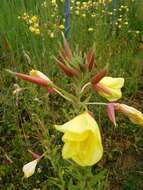 Image of redsepal evening primrose